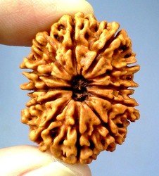 Manufacturers Exporters and Wholesale Suppliers of 12 Mukhi Rudraksha Delhi Delhi